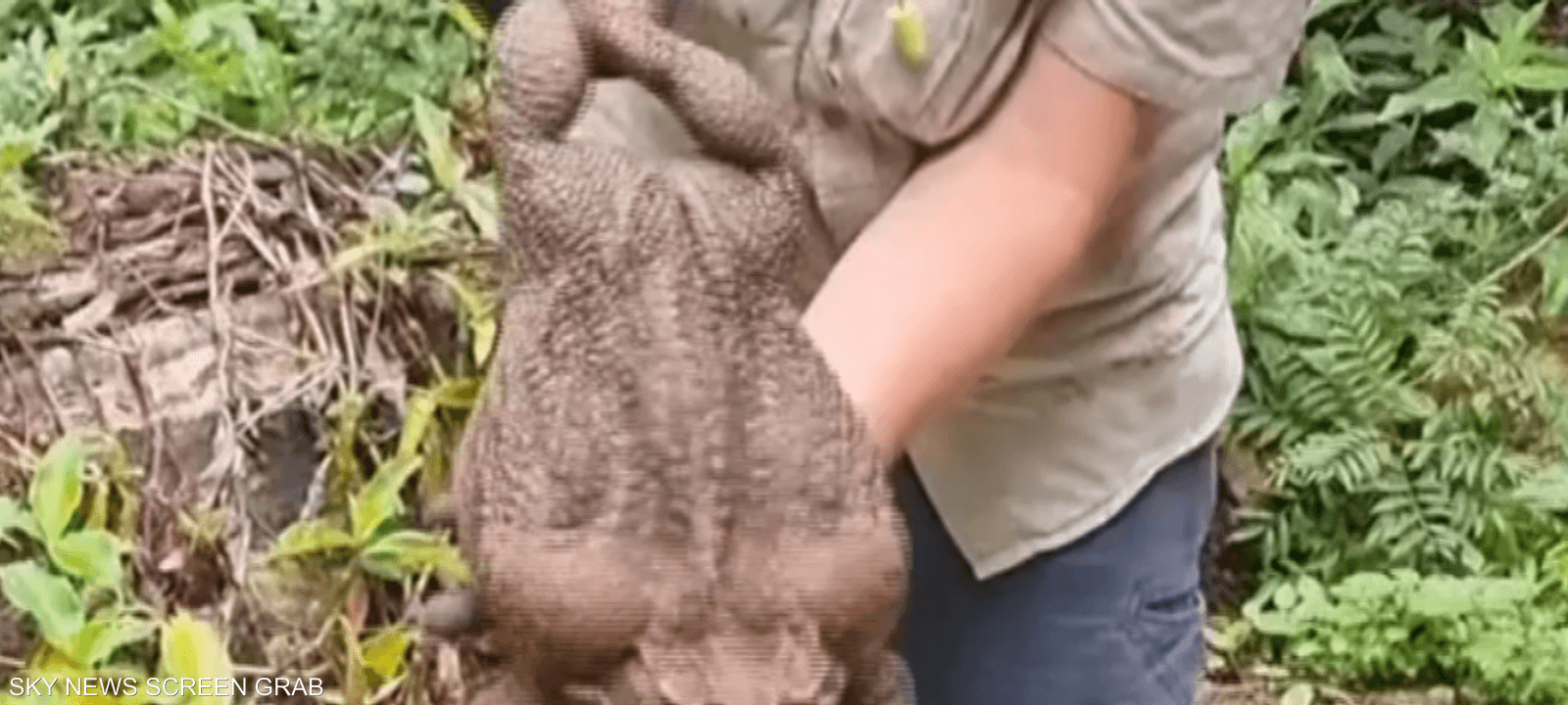 بلغ وزن الضفدع حوالي 3.7 كغ