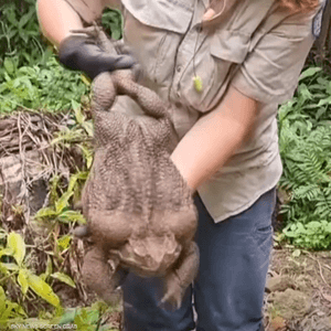 بلغ وزن الضفدع حوالي 3.7 كغ