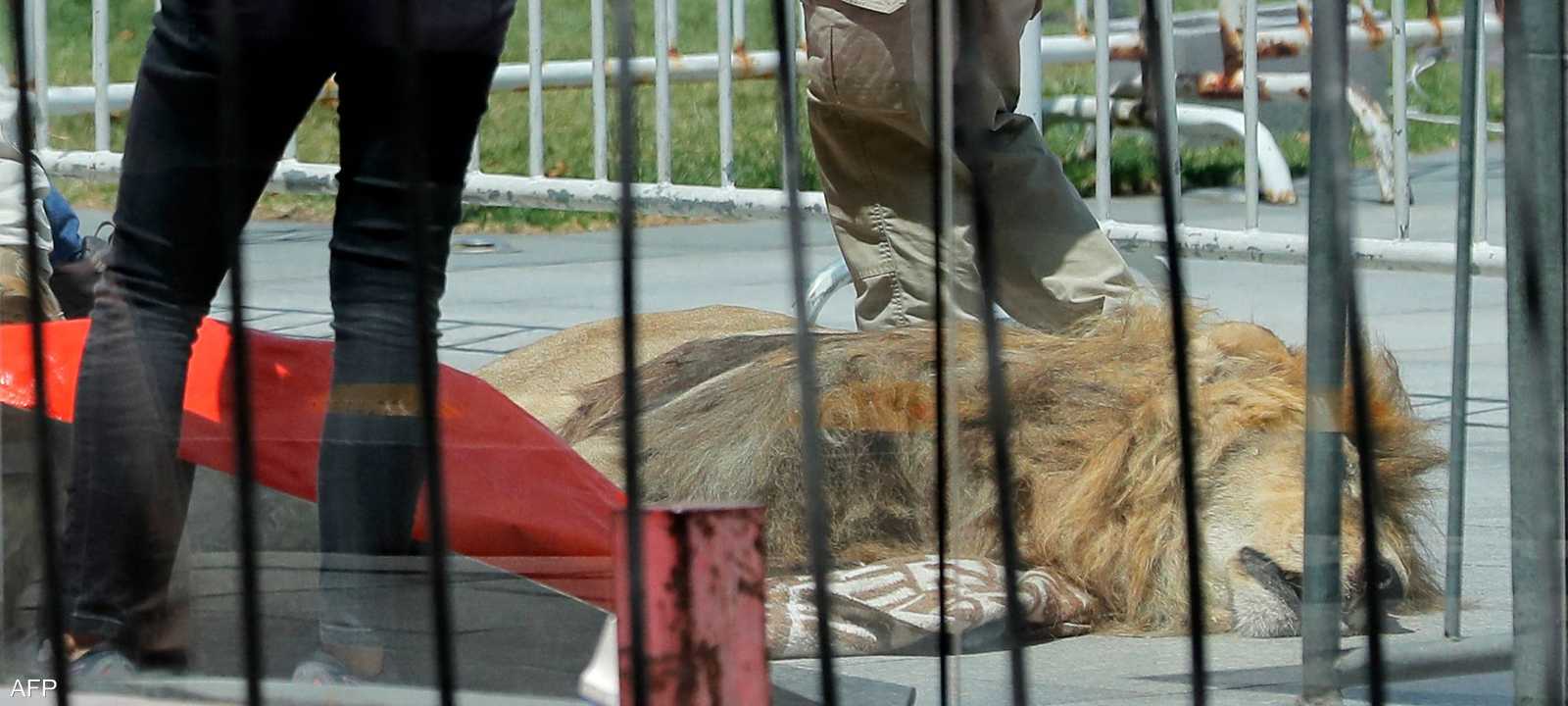 محتجون يلقون جثة أسد أمام قصر الرئاسة في تشيلي