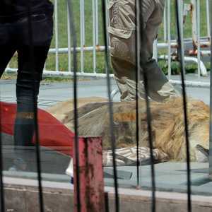 محتجون يلقون جثة أسد أمام قصر الرئاسة في تشيلي