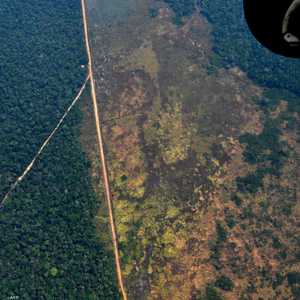 تغطي غابات الأمازون مساحة 5.5 مليون كيلومتر مربع