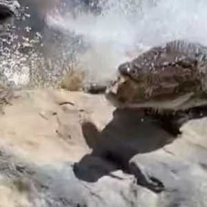 هجوم التمساح كان مفاجئا وسريعا