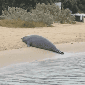 فقمة ضخمة تثير الذعر والفوضى في أستراليا