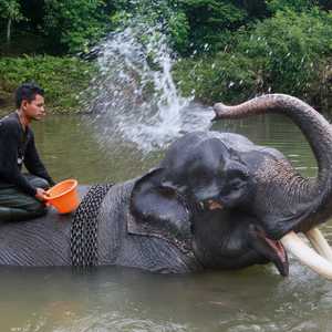 الفيلة تتعرض لصيد جائر من أجل الحصول على العاج