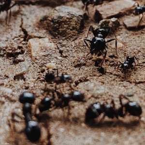 النمل لديه حاسة شم قوية