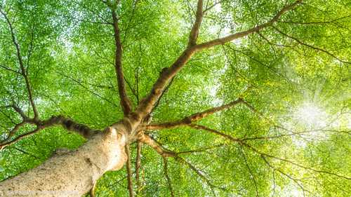 هل تساهم زراعة الأشجار فعلا في حل أزمة التغير المناخي؟