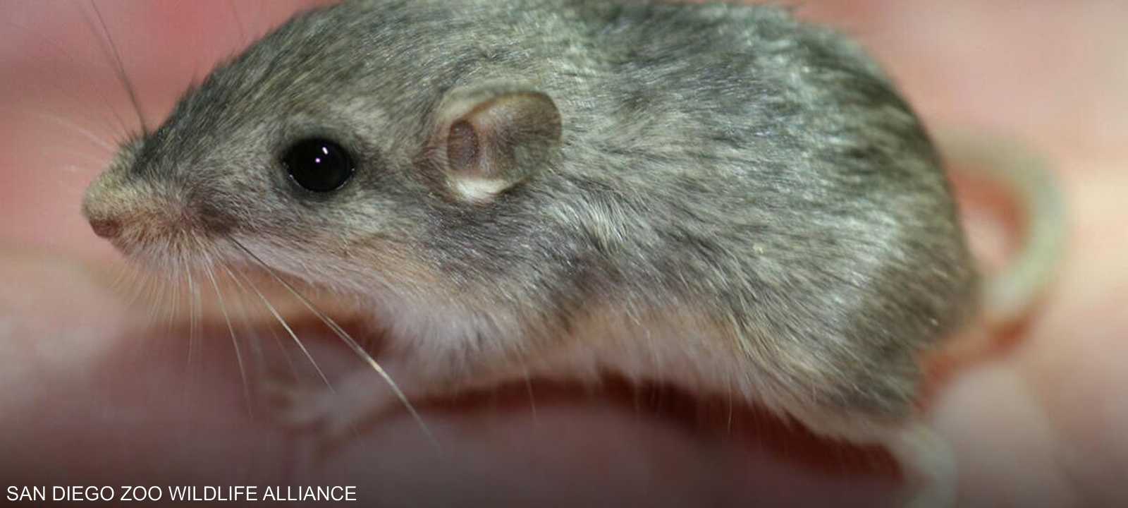 الفأر من نوع "جيب المحيط"