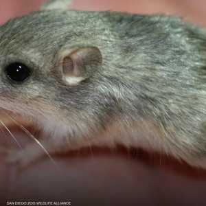 الفأر من نوع "جيب المحيط"