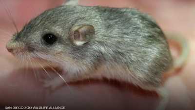 أكبر فأر سنا في العالم يستعد لدخول "غينيس".. كم يبلغ عمره؟