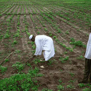 انهيار مشروع الجزيرة يهدد الأمن الغذائي في السودان