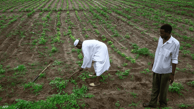 انهيار مشروع الجزيرة يهدد الأمن الغذائي في السودان