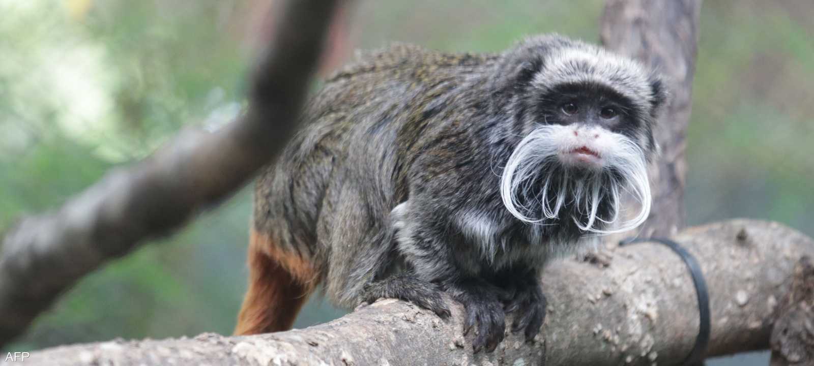 فقدت الحديقة قردين من فصيلة تامارين