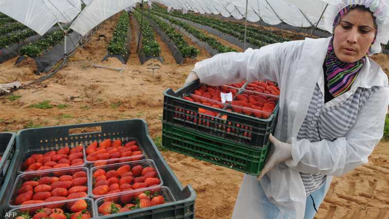 المغرب.. دعوات لحماية العاملات في حقول إسبانيا | سكاي نيوز عربية