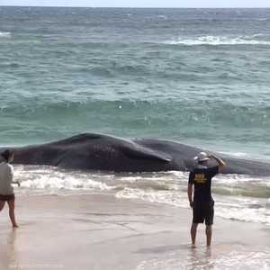نفوق حوت في هاواي أكل كمية هائلة من البلاستيك