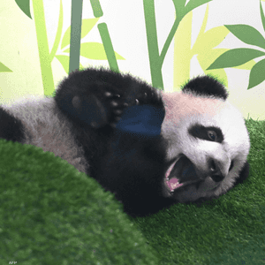 الباندا العملاق من الحيوانات المعرضة للانقراض