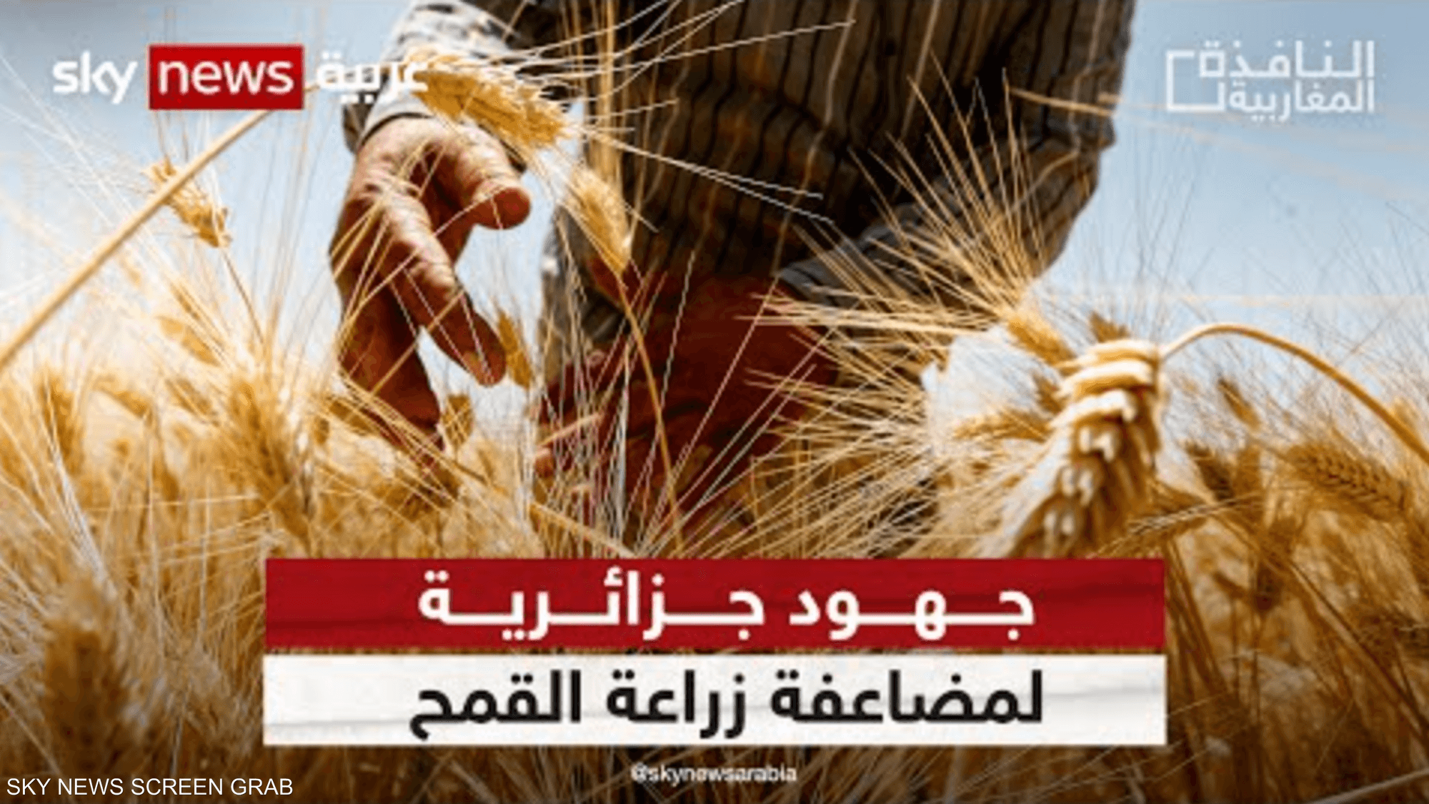 مساع في الجزائر لمضاعفة زراعة القمح