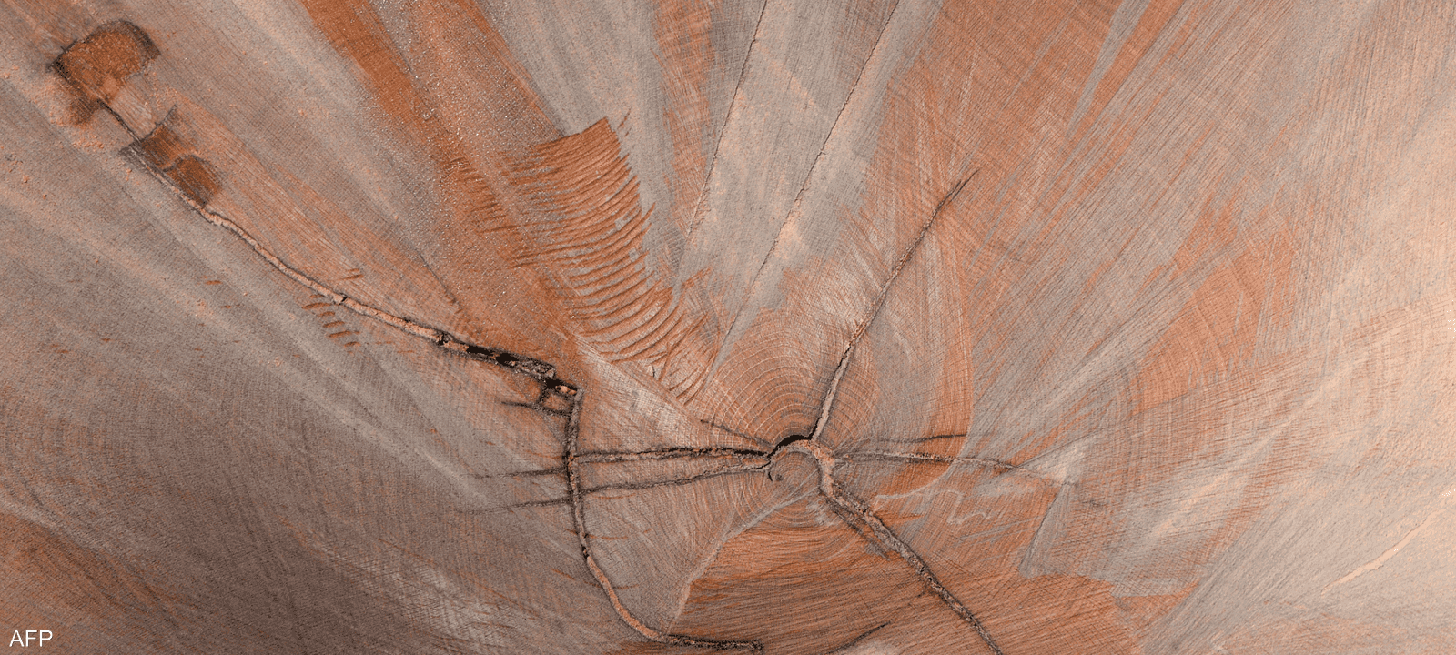 صورة تعبيرية لحلقات أشجار معمرة