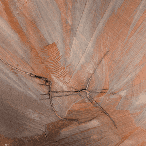 صورة تعبيرية لحلقات أشجار معمرة