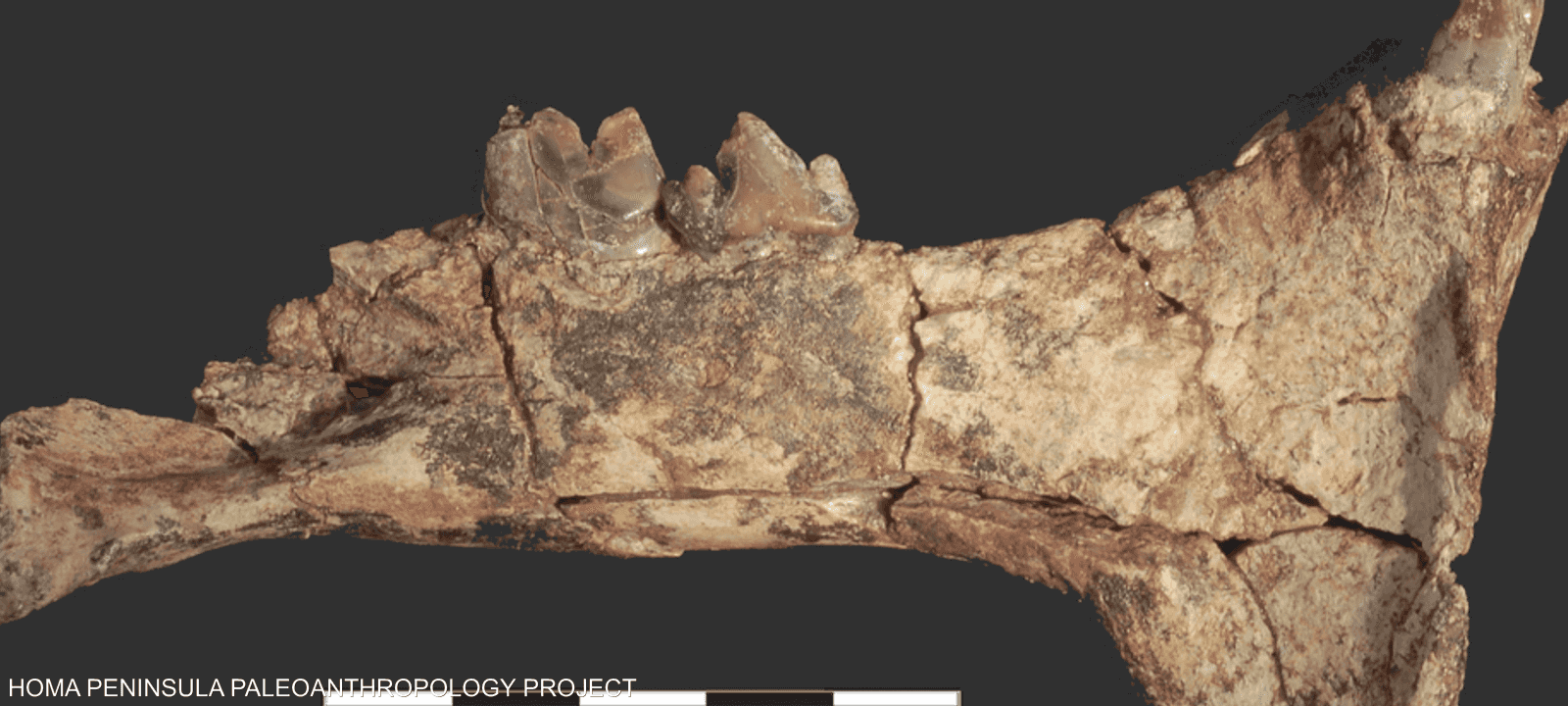 أنواع من أشباه البشر ربما استخدمت هذه الأدوات