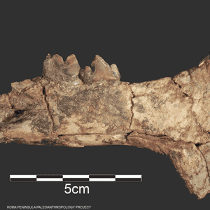 أنواع من أشباه البشر ربما استخدمت هذه الأدوات