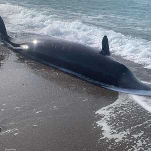 المياه جرفت عددا من الحيتان النافقة إلى الشواطئ في شمال قبرص