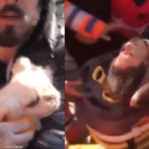 الكلبة أرشدت عمال الإنقاذ لمكان صاحبتها تحت الأنقاض