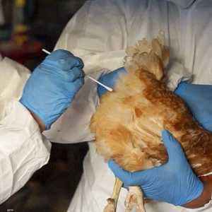 علماء يحذرون من تفشي الفيروس المسبب لإنفلونزا الطيور