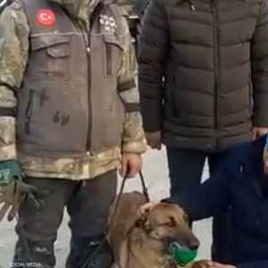 الكلبة "سيلا" عثرت على 12 شخصا تحت الأنقاض