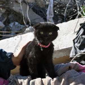 أطلفوا على القطة اسم "أمل"