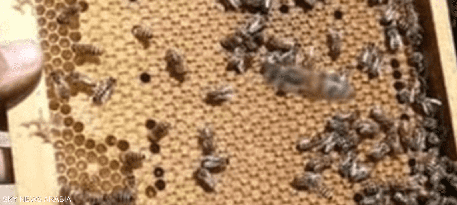 "حصة شبشير".. قرية تنتج 70 بالمئة من العسل المصري