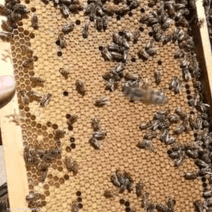 "حصة شبشير".. قرية تنتج 70 بالمئة من العسل المصري