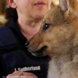 من غير الواضح هل "توست" كلب أم ذئب