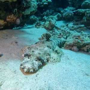 لا يشكل هذا النوع من الأسماك أي خطر على البشر