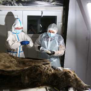 عثر على الدب في براري شرق سيبيريا بروسيا