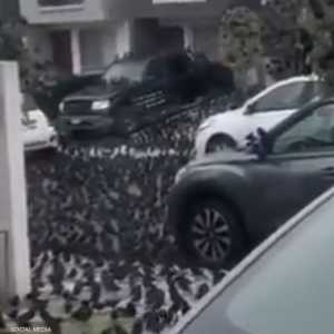 آلاف الطيور تجمعت في شوارع المكسيك