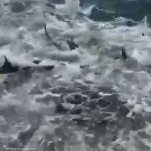 أثارت حركة القرش الغريبة خوف الصيادين