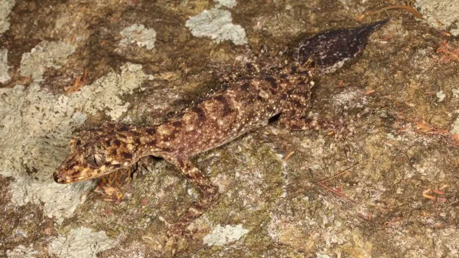 السحلية الأسترالية الجديدة