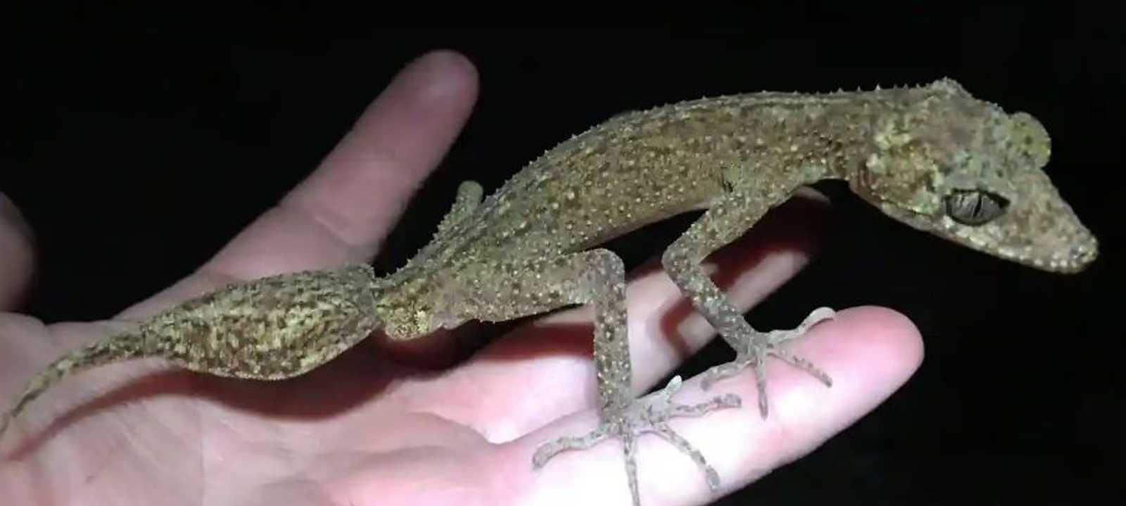 السحلية الجديدة بعد اكتشافها