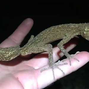 السحلية الجديدة بعد اكتشافها