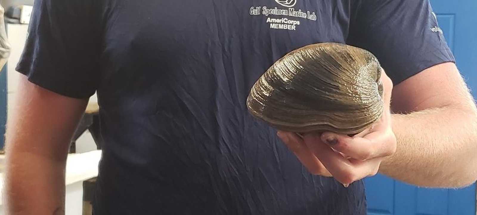 يبلغ وزن البطلينوس 214 كغ تقريبا