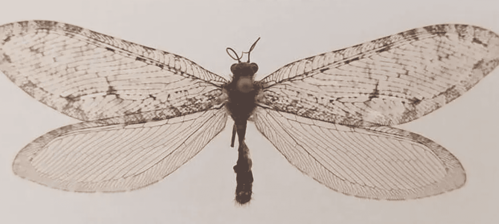 الحشرة اختفت منذ خمسينيات القرن الماضي