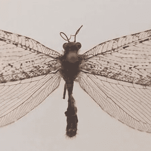 الحشرة اختفت منذ خمسينيات القرن الماضي