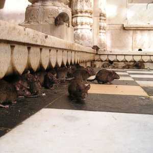 ملايين الفئران في نيويورك يمكن أن تحمل فيروس كورونا