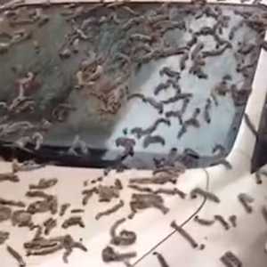 ما يشبه الديدان غطت واجهات السيارات