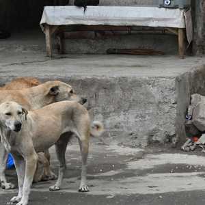 مشكلة الكلاب الضالة في الأردن مستمرة..أرشيفية