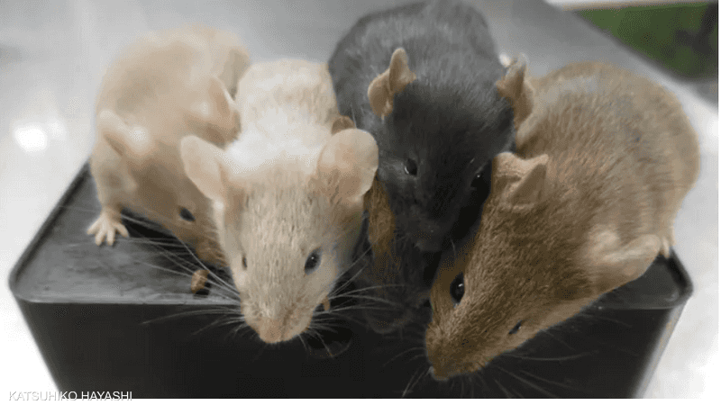 Науковий прорив.. Миші «без мами» вперше в світі | Sky News Arabia