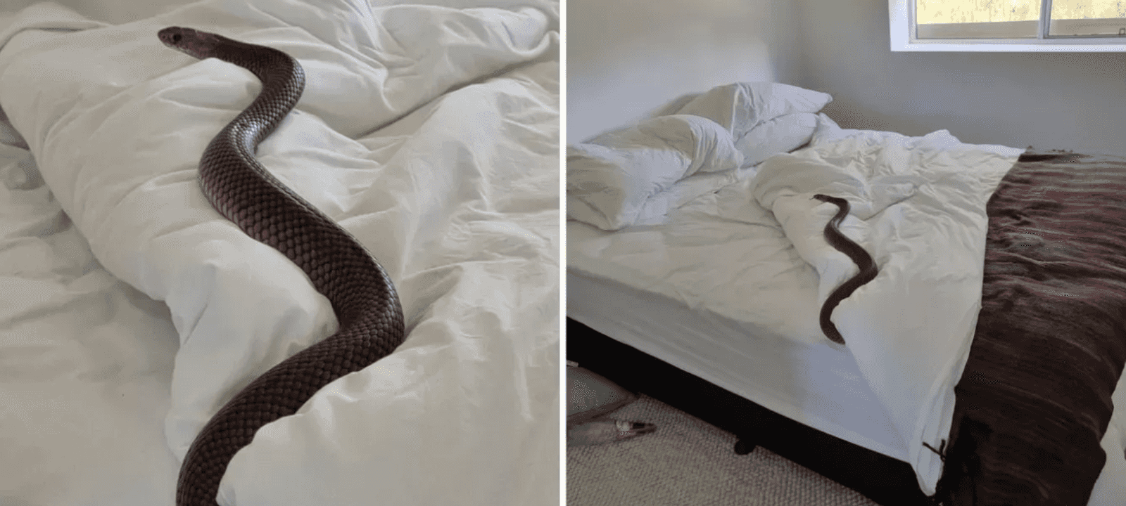 أسترالي وجد أفعى بنية سامة في فراشه