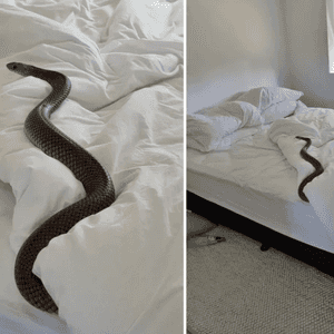 أسترالي وجد أفعى بنية سامة في فراشه