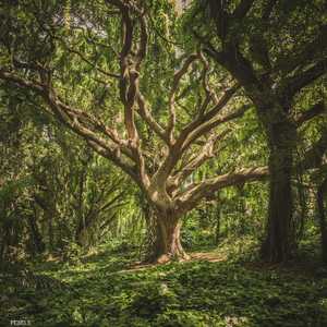 البرازيل وإندونيسيا والكونغو.. تعهد بحماية غاباتها المطيرة