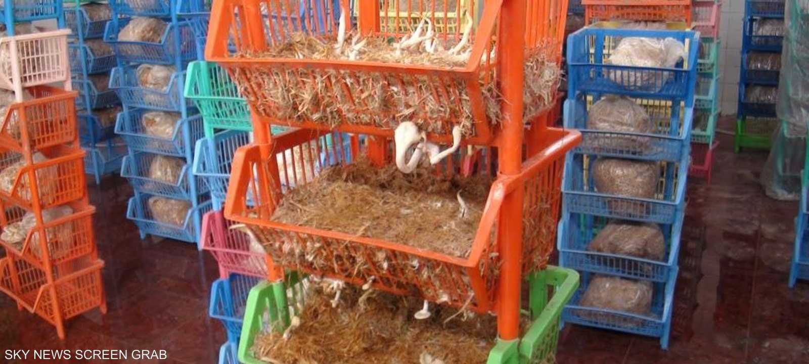 تتم تربية الفطر على المخلفات الزراعية والأعلاف